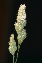 Dactylis glomerata