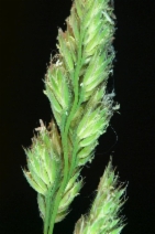 Dactylis glomerata