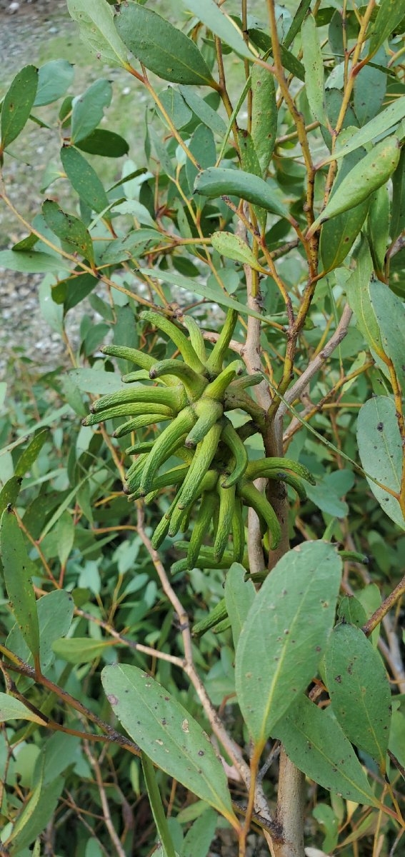 Eucalyptus conferruminata