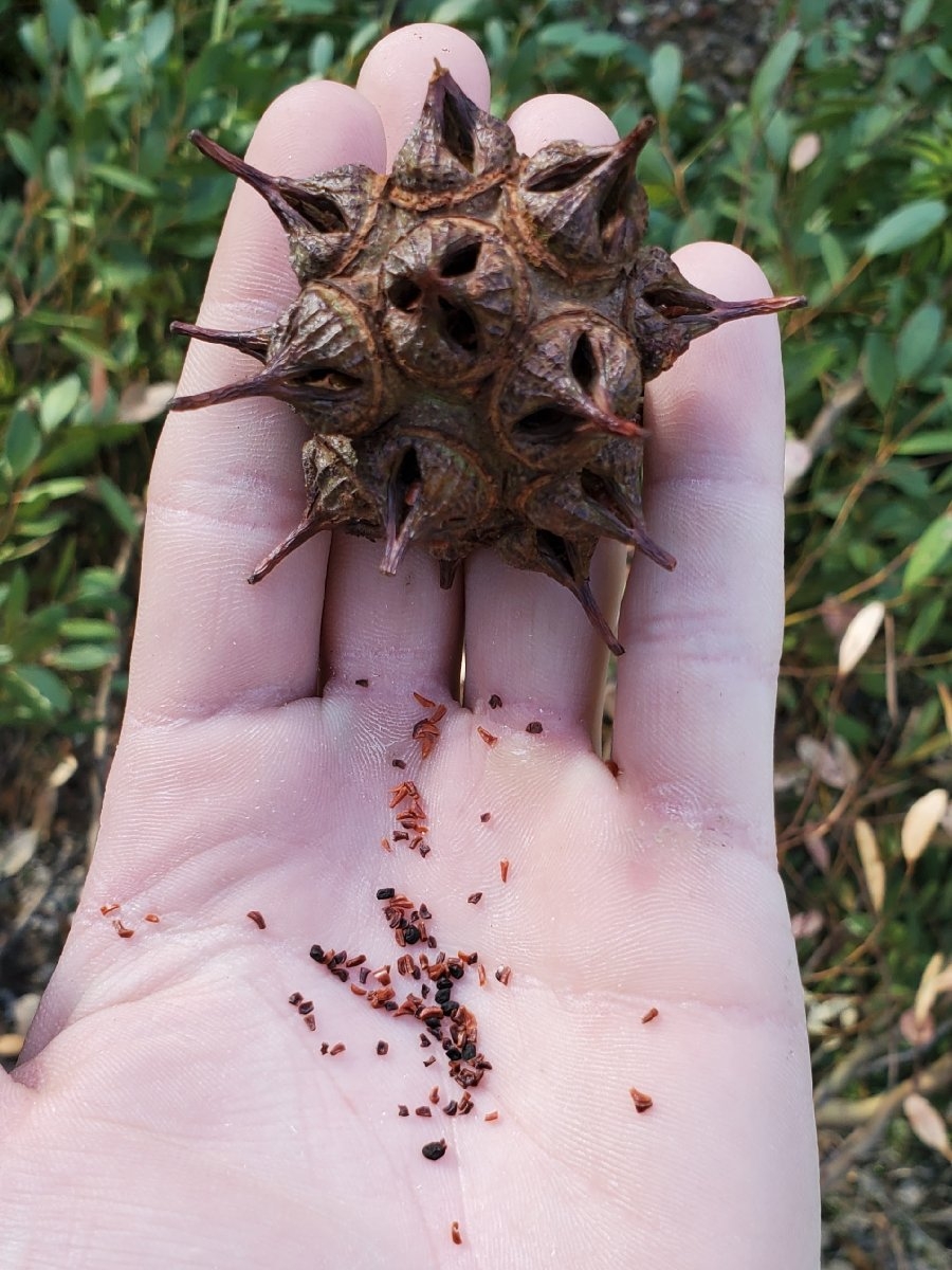 Eucalyptus conferruminata