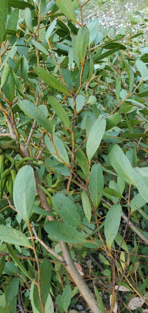 Eucalyptus conferruminata