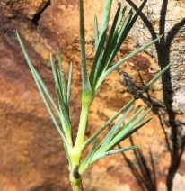 Arenaria congesta var. suffrutescens