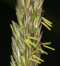 Leymus cinereus