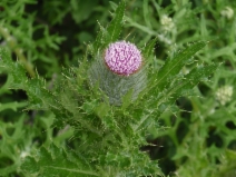 Cirsium brevistylum