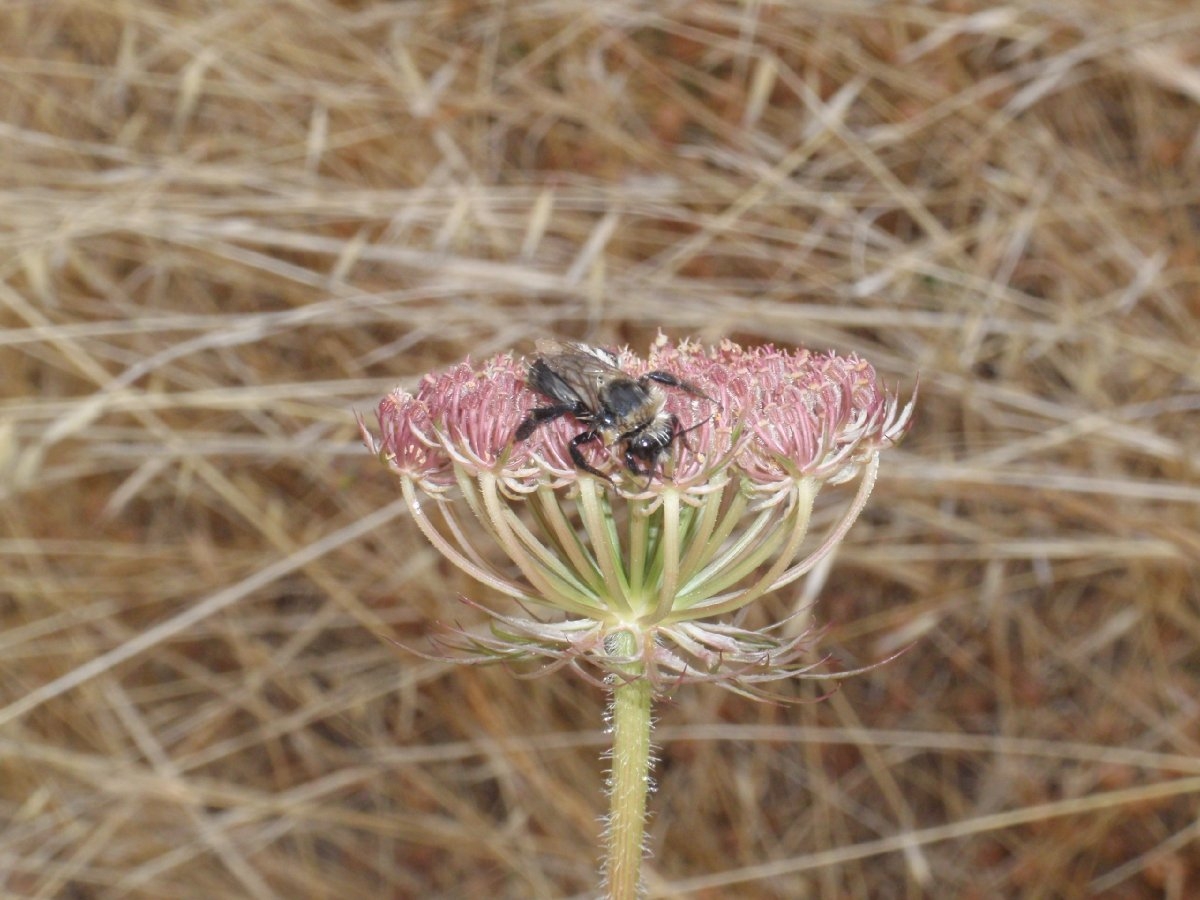 Daucus carota