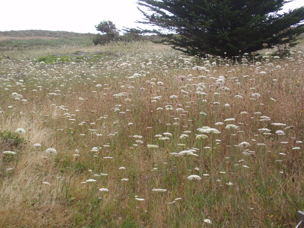 Daucus carota