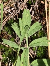 Horkelia tridentata ssp. tridentata