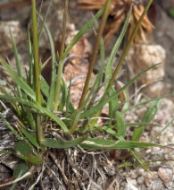 Trisetum spicatum