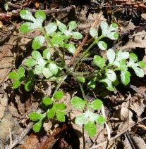 Nemophila parviflora var. parviflora