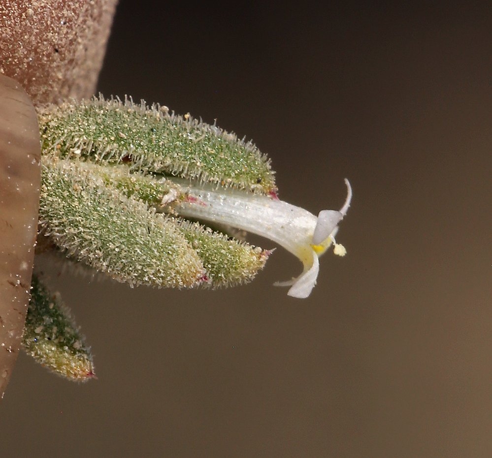 Loeseliastrum depressum