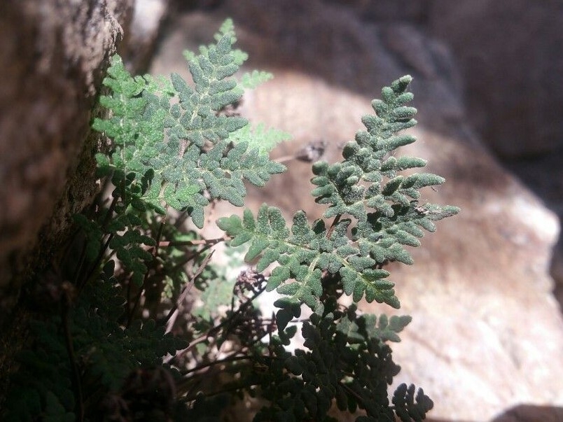 Notholaena californica