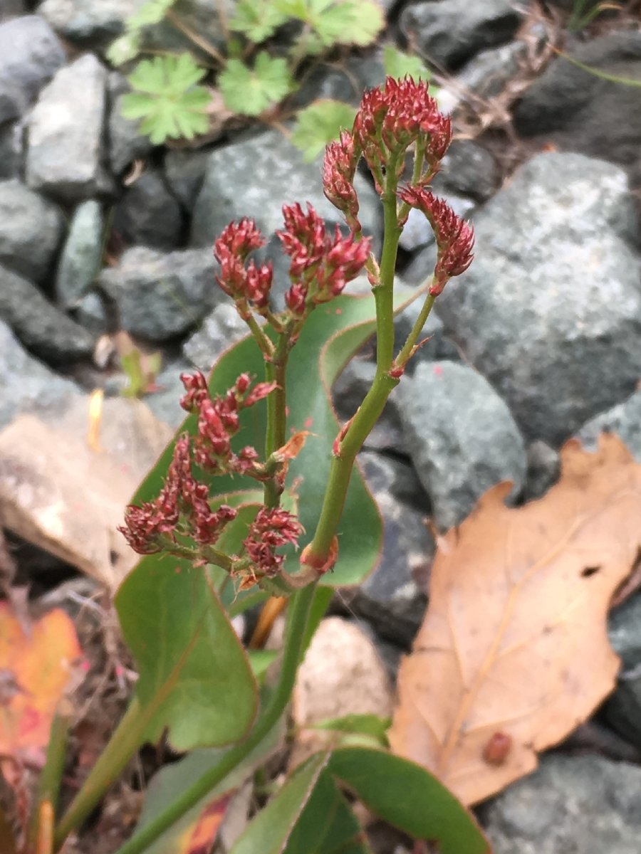 Limonium perezii