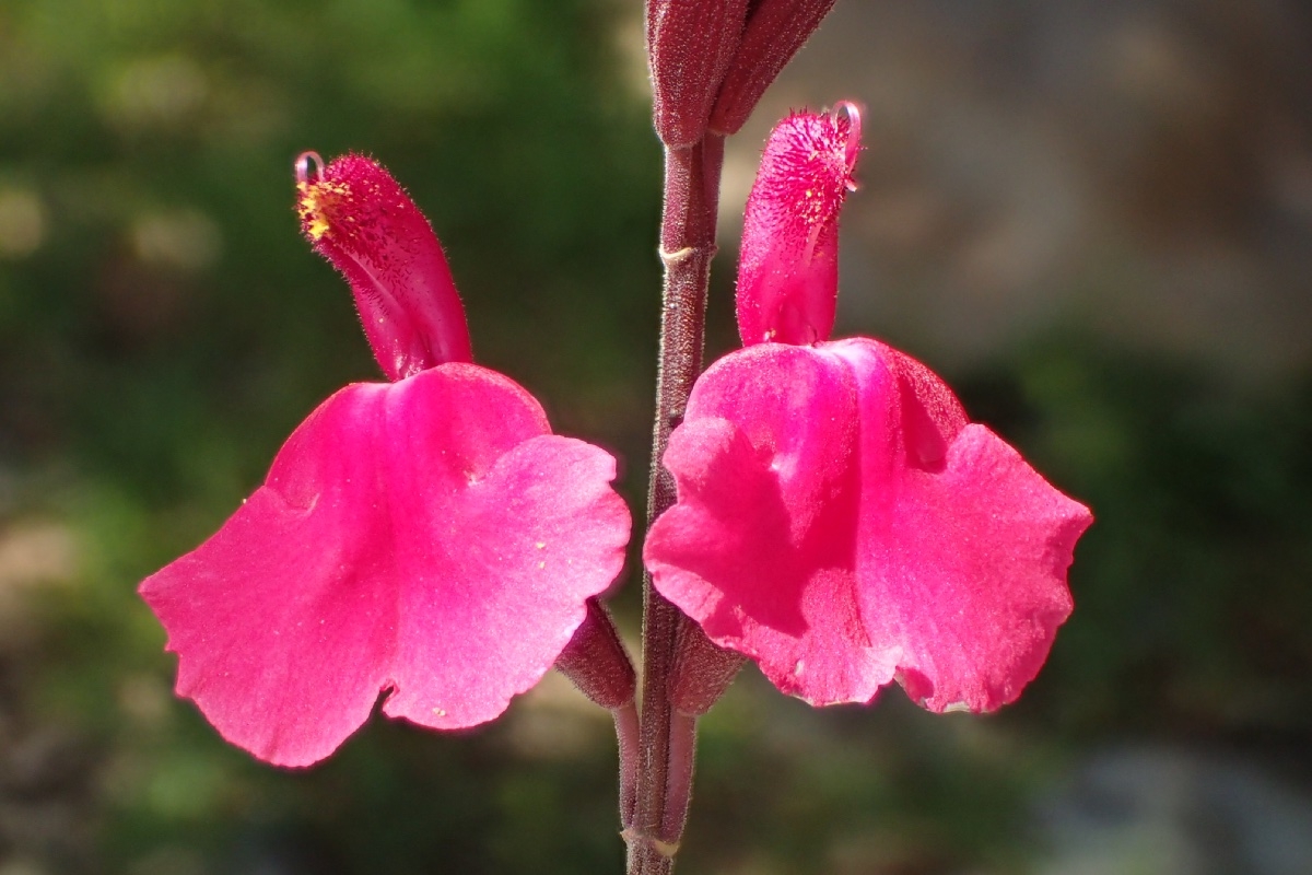 Salvia greggii