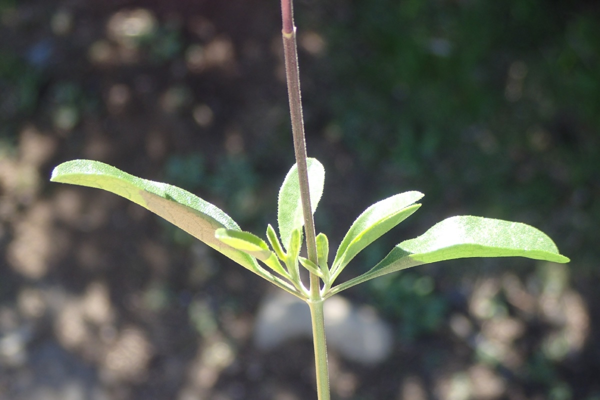 Salvia greggii