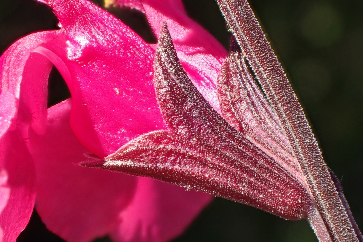 Salvia greggii