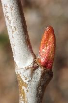 Platanus racemosa