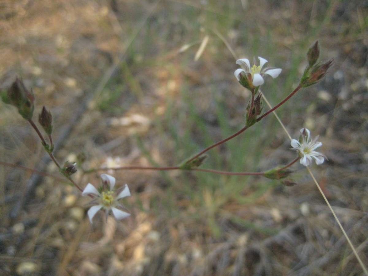 Ivesia pickeringii