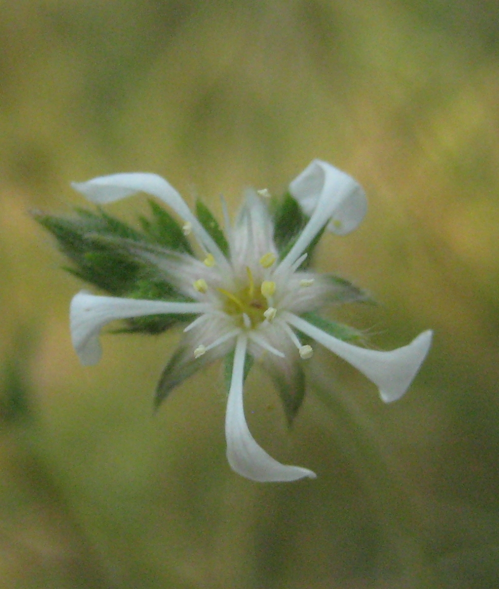 Ivesia pickeringii