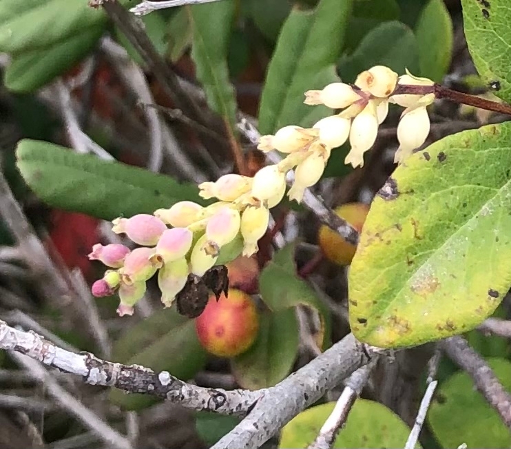 Symphoricarpos albus