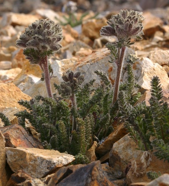 Polemonium chartaceum