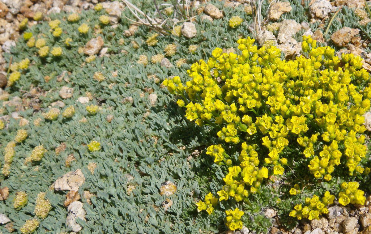 Draba densifolia