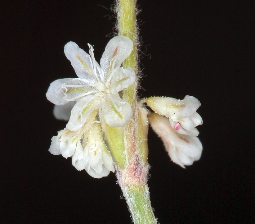 Eriogonum baileyi var. praebens