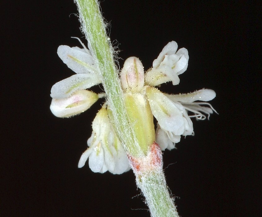 Eriogonum baileyi var. praebens