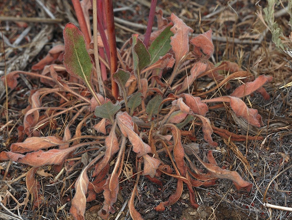 Eriogonum elatum