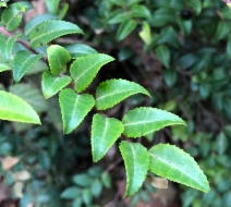 Vaccinium ovatum