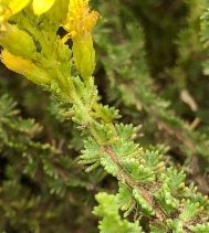 Ericameria ericoides