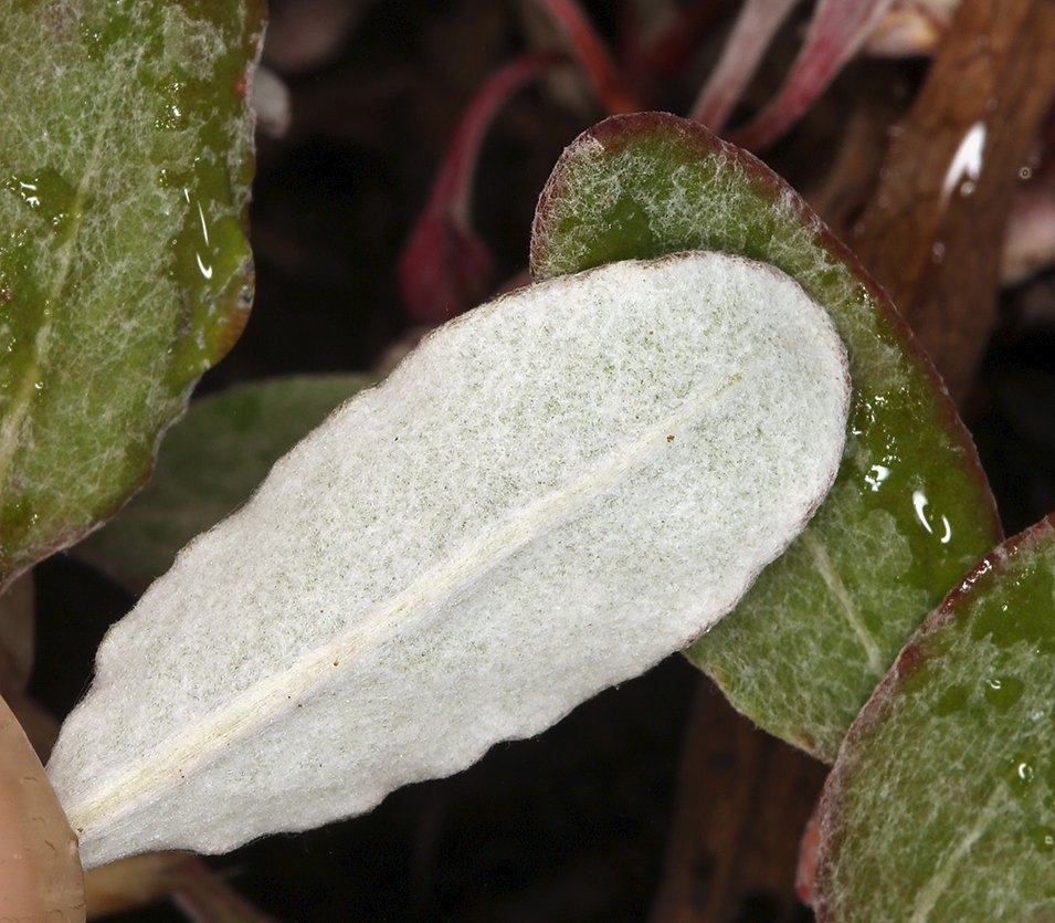 Eriogonum nudum var. oblongifolium