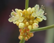 Eriogonum nudum ssp. pubiflorum