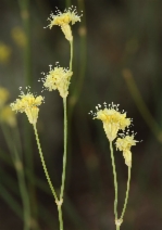 Eriogonum nudum ssp. pubiflorum