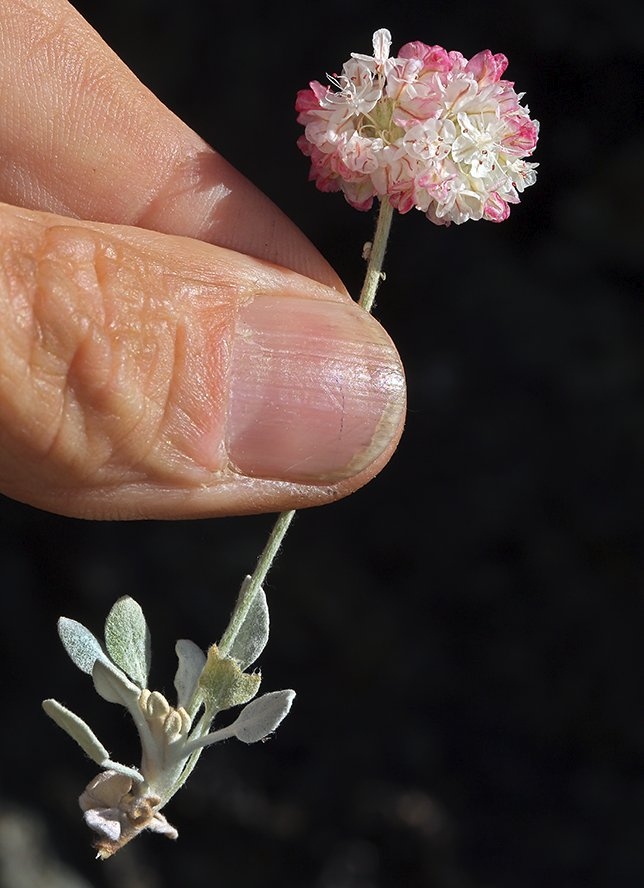 Eriogonum strictum var. greenei