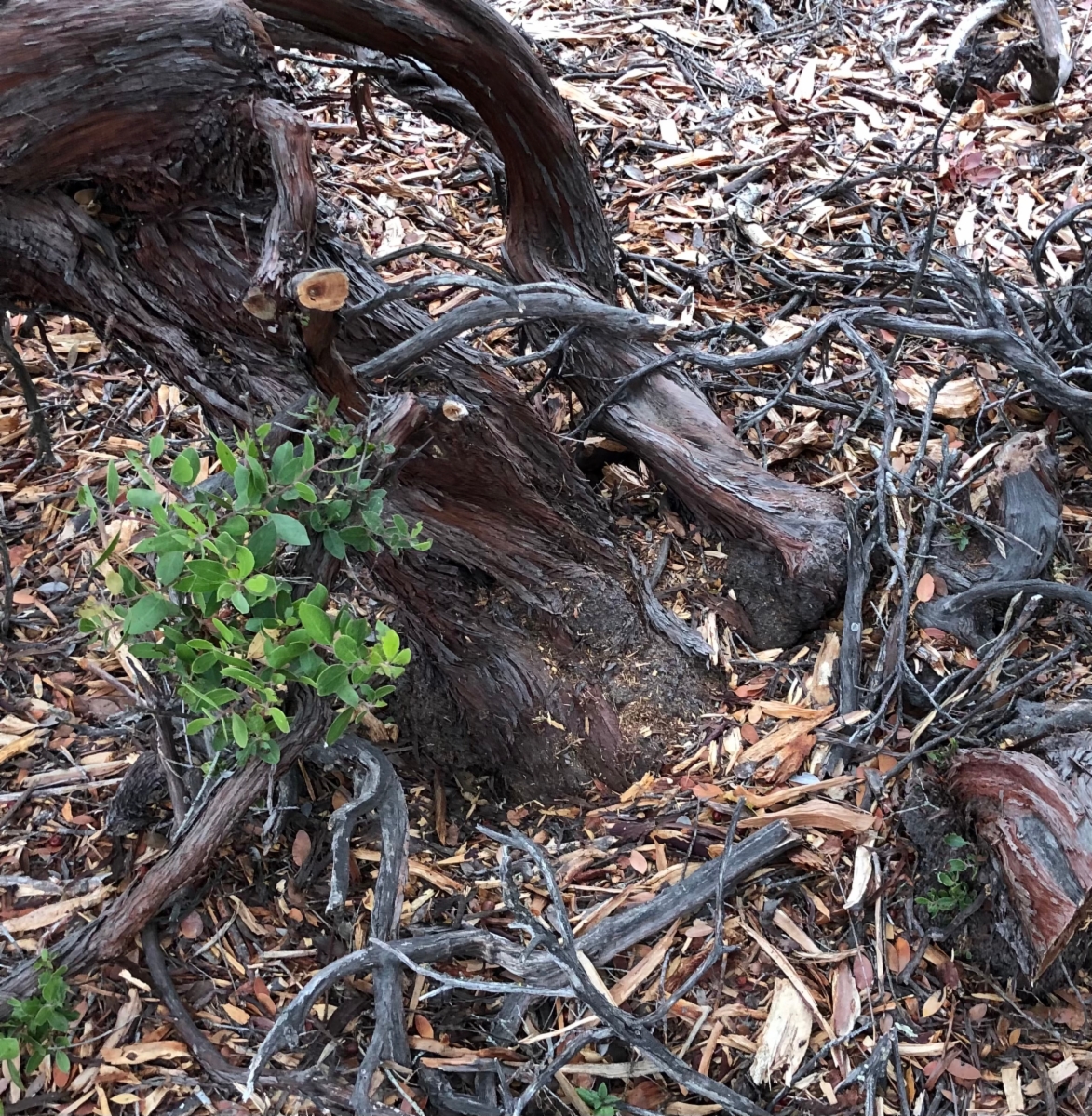 Arctostaphylos rudis