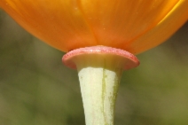 Eschscholzia californica var. peninsularis
