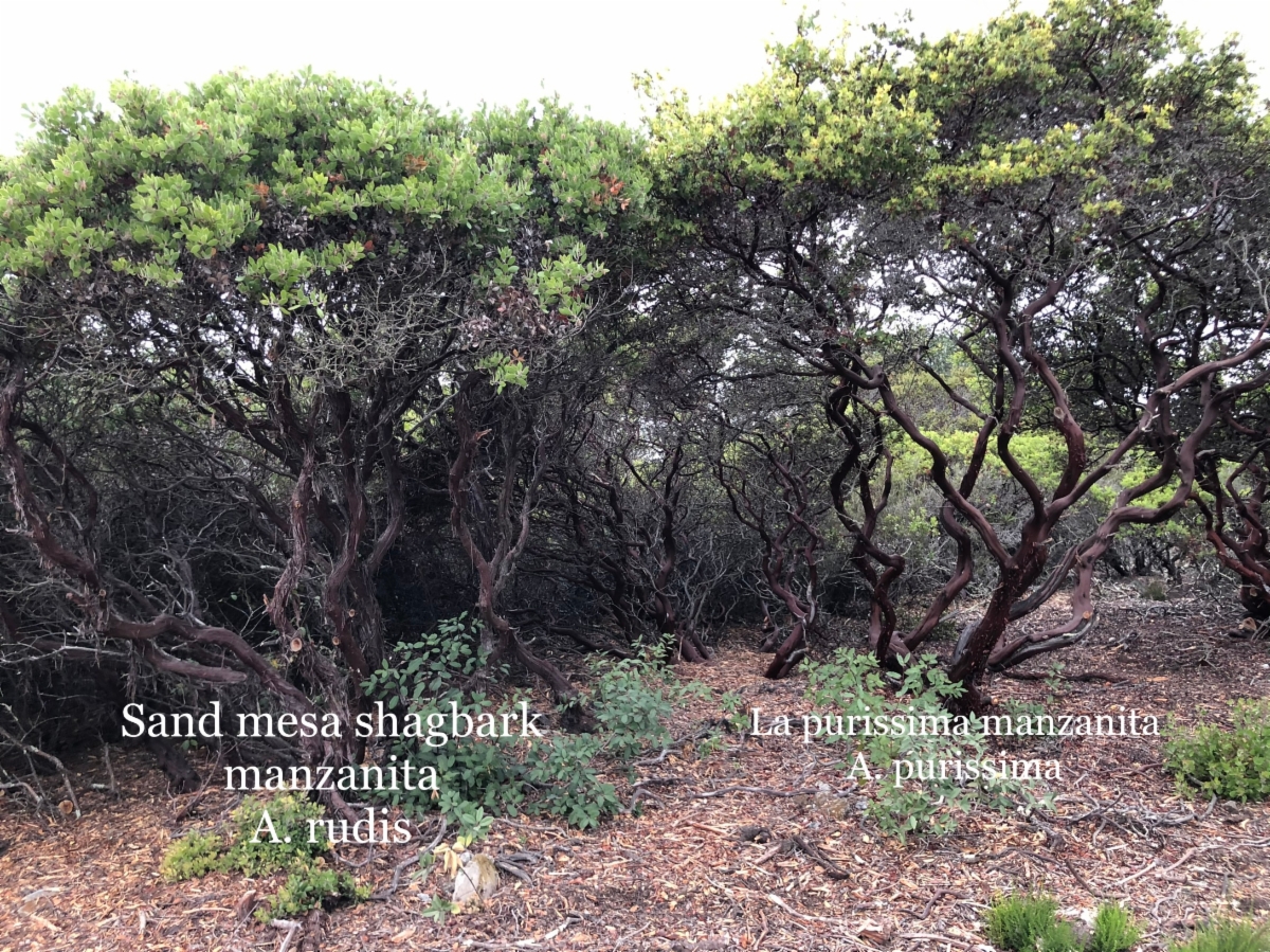 Arctostaphylos rudis