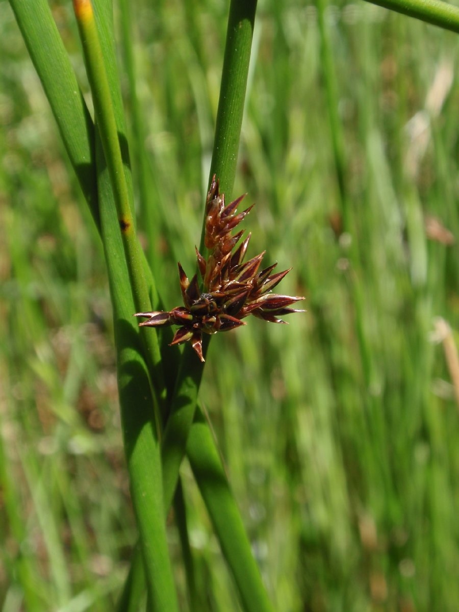 Juncus lescurii