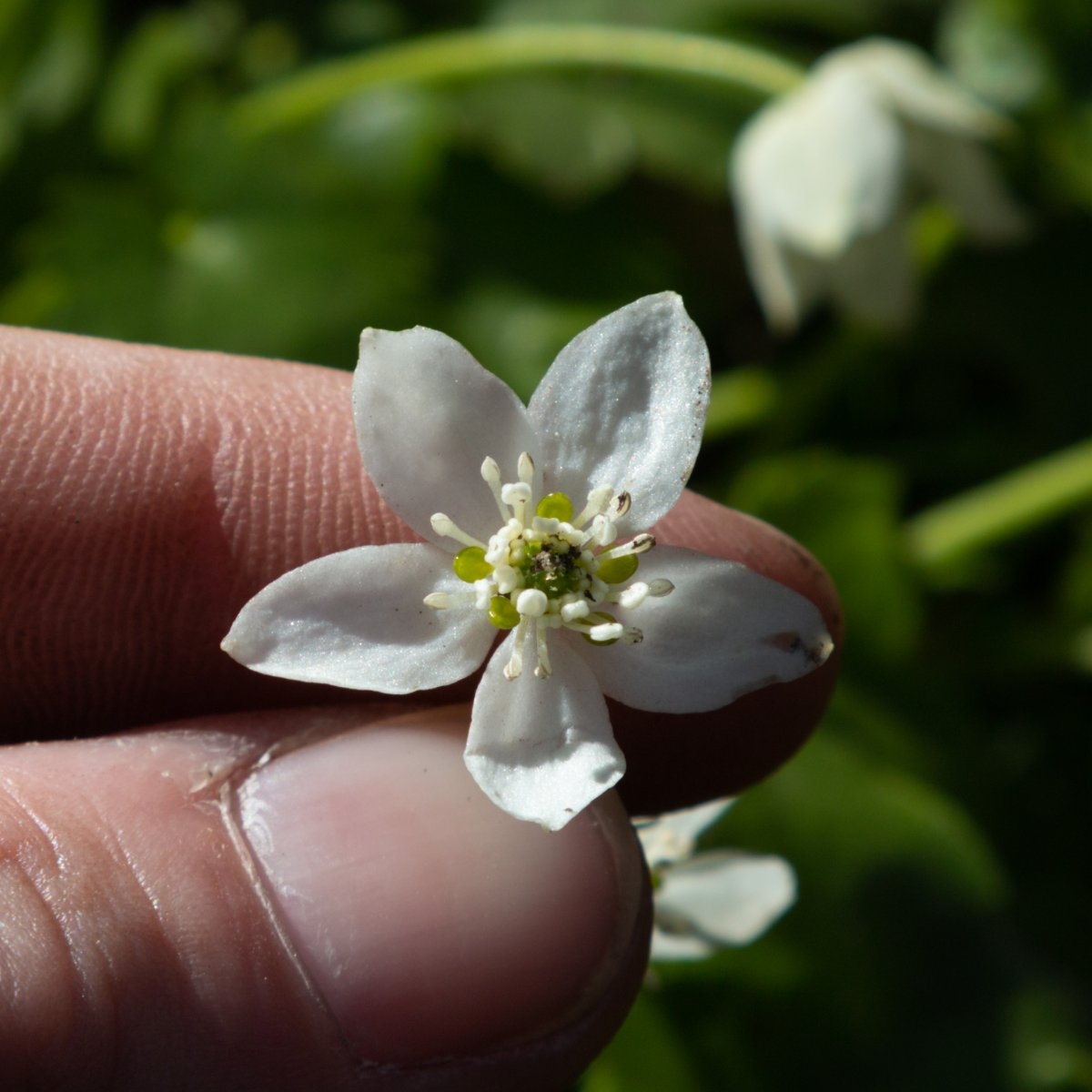 Ranunculus hystriculus