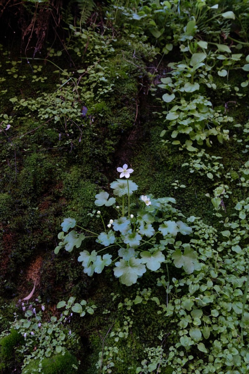 Ranunculus hystriculus