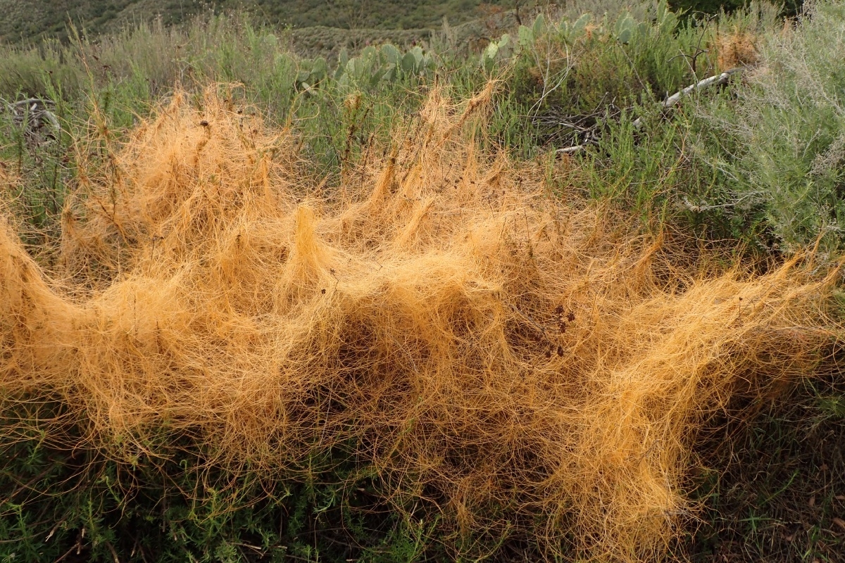 Cuscuta californica var. californica