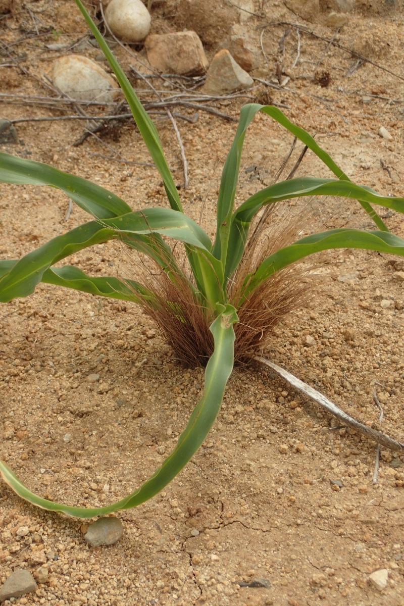 Chlorogalum pomeridianum var. pomeridianum