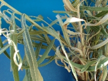 Salix exigua var. hindsiana