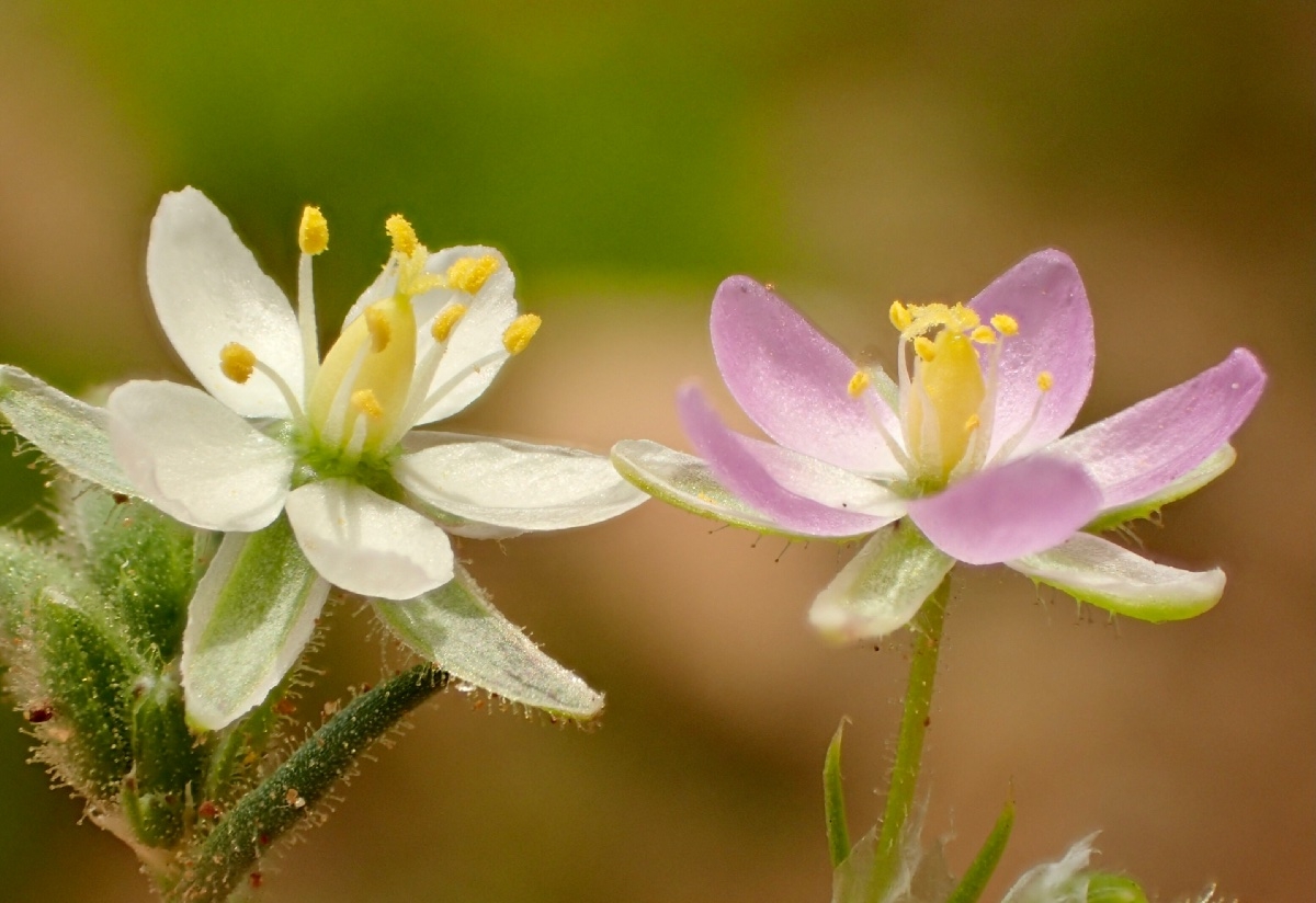 Spergularia villosa