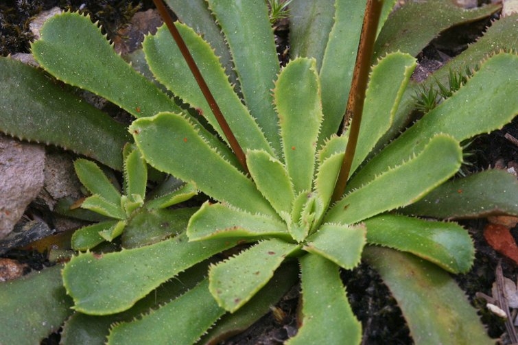 Lewisia cantelovii