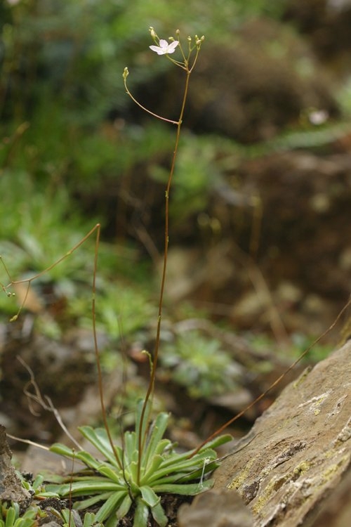 Lewisia cantelovii