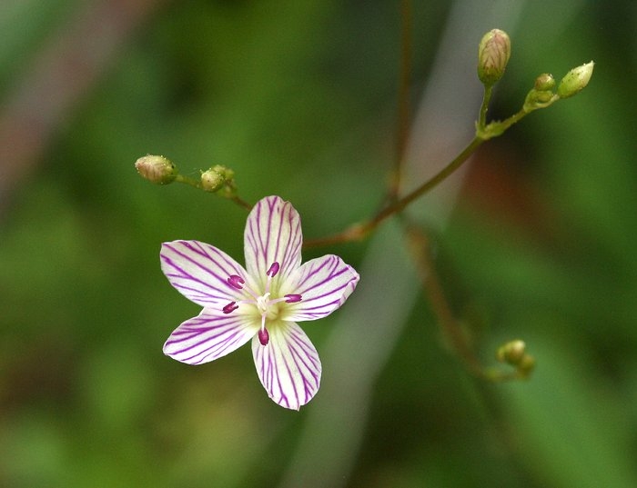 Lewisia cantelovii