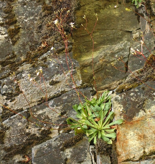 Lewisia cantelovii