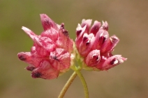 Trifolium depauperatum var. stenophyllum
