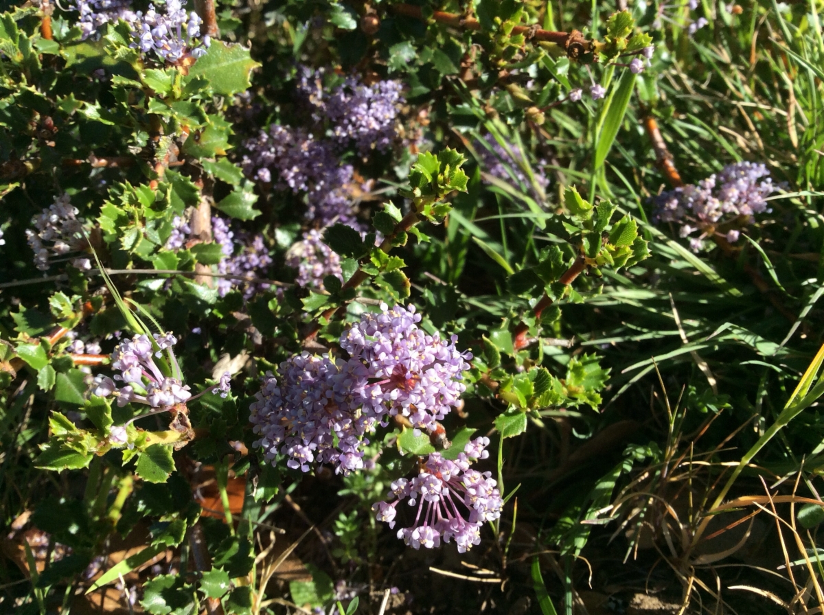 Ceanothus masonii